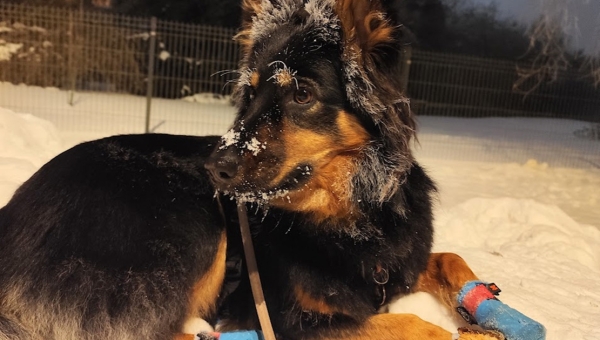 Eesti maaülikooli väikeloomakliiniku nooremloomaarsti Grete Kõksi kutsa on talveks valmis ning lustib väljas hea meelega. Tegu on varsti kaheaastaseks saava boheemia lambakoeraga nimega Dessa. Foto: ERAKOGU